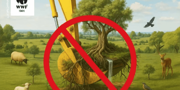 WWF-Türkiye’den Anayasa Mahkemesi’ne İkizköy Akbelen Çağrısı:“Doğa Taşınamaz, Ekosistem Yerinden Edilemez”