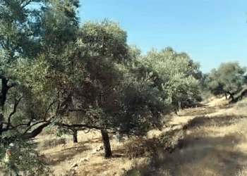 KALMASIN ZEYTİNLİKLER…. Bodrum’da zeytinlik alan otel alanına çevrildi