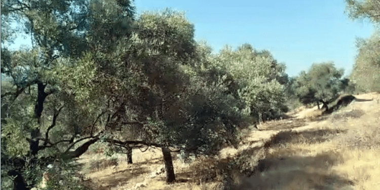 KALMASIN ZEYTİNLİKLER…. Bodrum’da zeytinlik alan otel alanına çevrildi