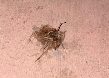 Muğla’da “Sarı Ömer” Paniği