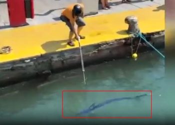 Nesli tehlike altındaki balığı limanda zıpkınla vurdular