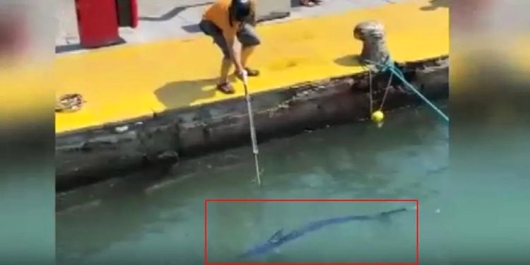 Nesli tehlike altındaki balığı limanda zıpkınla vurdular
