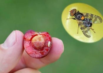 ‘Farkında olmadan böcek yumurtaları yiyorsunuz’ diyerek meyvedeki toksinleri yüzde 98 yok eden formülü verdi