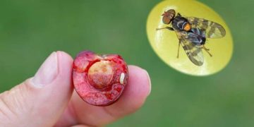 ‘Farkında olmadan böcek yumurtaları yiyorsunuz’ diyerek meyvedeki toksinleri yüzde 98 yok eden formülü verdi