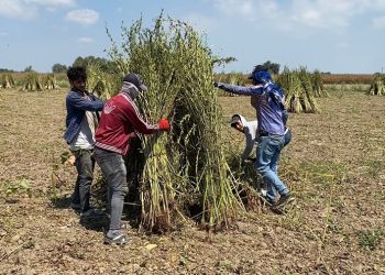 Muğla’dan Japonya’ya Lezzet Köprüsü: Gökova Susamı Suşi İçin İhraç Ediliyor