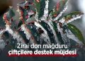 Muğla’da Don Zararı Gören Çiftçilere Destek Müjdesi