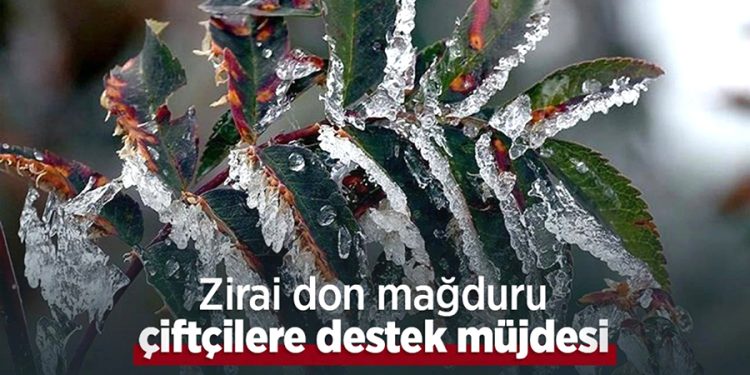 Muğla’da Don Zararı Gören Çiftçilere Destek Müjdesi