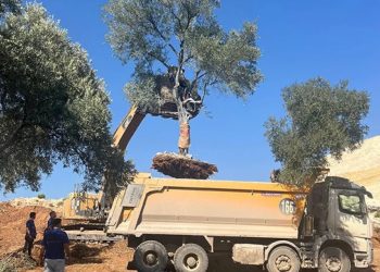 İkizköy- Akbelen’de kömürcü şirket zeytin ağaçlarını taşıdı Muğla ayağa kalktı. EKOLOJİK VE EKONOMİK YIKIM
