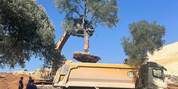İkizköy- Akbelen’de kömürcü şirket zeytin ağaçlarını taşıdı Muğla ayağa kalktı. EKOLOJİK VE EKONOMİK YIKIM