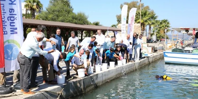 Güllük körfezinde 175 bin balık yavrusu denize salındı