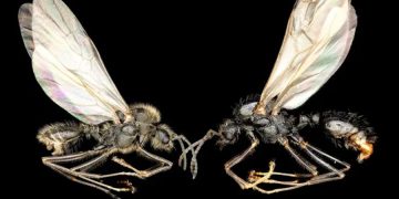 Bilim dünyasında ezber bozan keşif! Başka türleri klonluyorlar: ‘Bilim kurgu gibi’