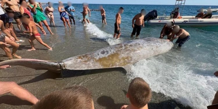 Akdeniz’de dev balinalar turistik adanın kıyılarına vurdu