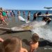 Akdeniz’de dev balinalar turistik adanın kıyılarına vurdu