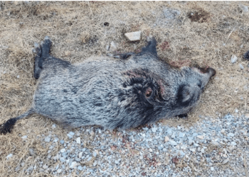 Hayvanseverlerden Valiliğin kararına sert tepki