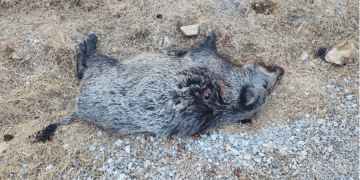 Hayvanseverlerden Valiliğin kararına sert tepki