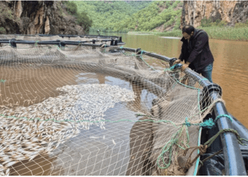600 bin balık telef oldu