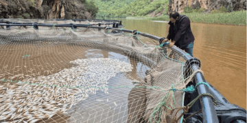 600 bin balık telef oldu