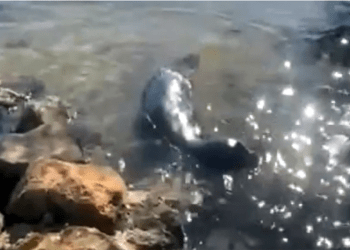 Akdeniz foku kıyıya geldi karaya çıktı, yardım istedi, beklenen yardım saatlerce gelmedi öldü