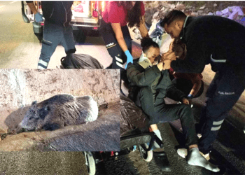 Motosikletli ile domuz çarpıştı, vatandaş hastaneye, domuz veterinere