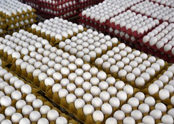 Yumurta Üretimde Sert Düşüş, Tavuk Tüketiminde Yükseliş
