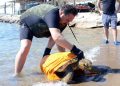 Caretta Carettaların elle beslenmesi yasaklandı