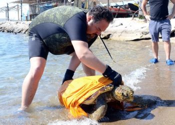 Caretta Carettaların elle beslenmesi yasaklandı