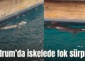 Bodrum’da iskelede fok sürprizi