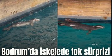 Bodrum’da iskelede fok sürprizi