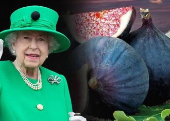 İngiltere Kraliçesi Elizabeth’in favorisiydi: Erzurum’da yetiştirdi, kilosu 600 liradan satılıyor
