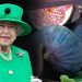 İngiltere Kraliçesi Elizabeth’in favorisiydi: Erzurum’da yetiştirdi, kilosu 600 liradan satılıyor