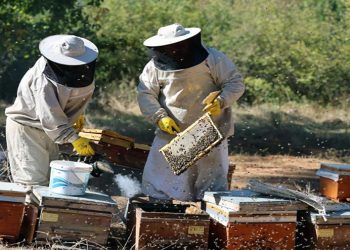 Çam balında rekolte sevinci