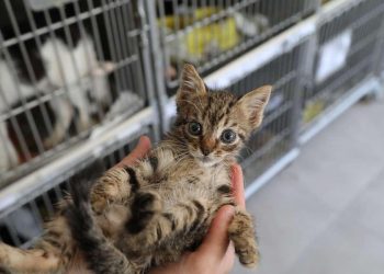 Bodrum Belediyesinden siyah çelenkli eyleme yanıt gecikmedi