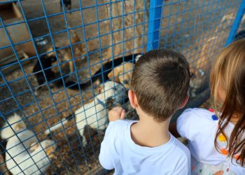 Bodrum Belediyesi Sokaklardaki Dostlarının Yanında