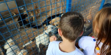 Bodrum Belediyesi Sokaklardaki Dostlarının Yanında