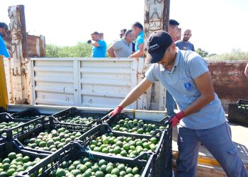 Yeşil Bodrum Mandalini Türkiye’nin Dört Bir Yanına Ulaşıyor