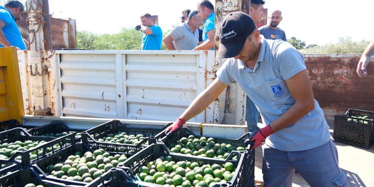 Yeşil Bodrum Mandalini Türkiye’nin Dört Bir Yanına Ulaşıyor