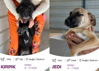 Bodrum Belediyesi Yuvalandırma Platformu Hayata Geçti