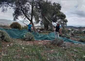 Bodrum’da Zeytin Hasadı Başladı