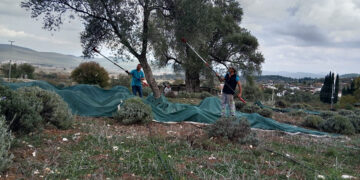 Bodrum’da Zeytin Hasadı Başladı