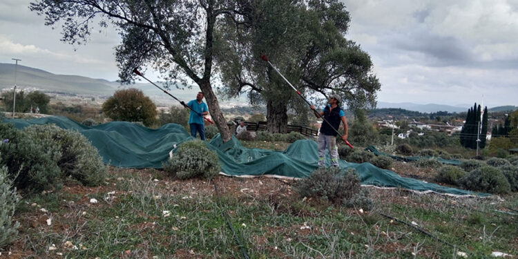 Bodrum’da Zeytin Hasadı Başladı