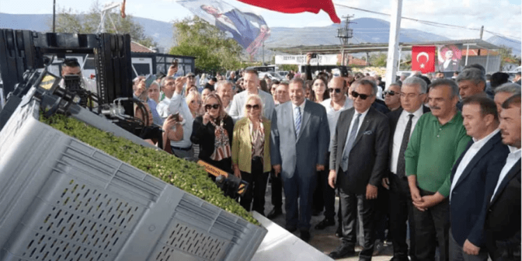 Zeytin tarlalarının kömüre kurban edildiği ilçede zeytinin önemi anlatıldı