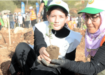 Bodrum’da yanan alanlarda  yüzlerce fidan toprakla buluştu