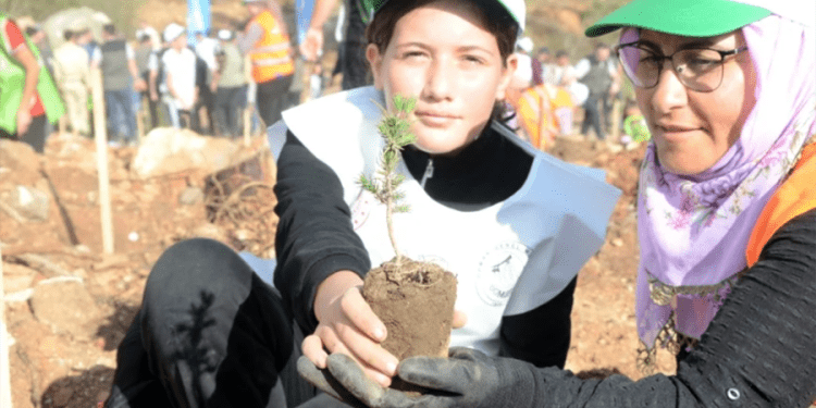 Bodrum’da yanan alanlarda  yüzlerce fidan toprakla buluştu