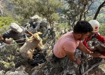 Kaçan keçileri AKUT kurtardı