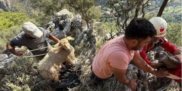 Kaçan keçileri AKUT kurtardı