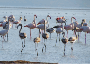 ULUSAL FLAMİNGO TÜR EYLEM PLANI ÇALIŞTAYI YAPILDI