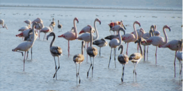ULUSAL FLAMİNGO TÜR EYLEM PLANI ÇALIŞTAYI YAPILDI