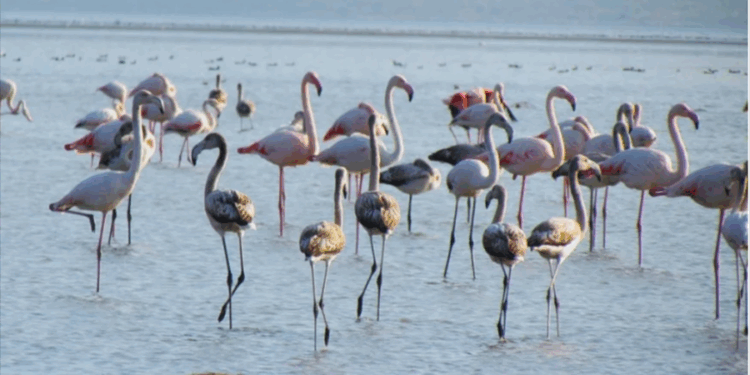 ULUSAL FLAMİNGO TÜR EYLEM PLANI ÇALIŞTAYI YAPILDI