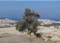 DÜNYA ZEYTİN AĞACI GÜNÜ. ON YILDA 615 BİN ZEYTİN BETON OLDU… Ama Bodrum değil, Bodrum’da öyle şeyler olmaz çünkü…