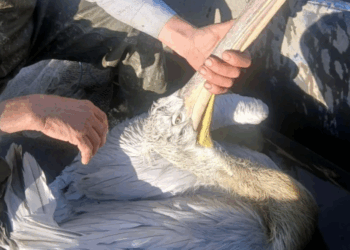 Gagasına olta iğnesi takılan pelikanı balıkçıların dikkati kurtardı